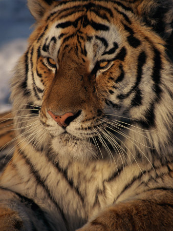 A Close View of a Proud Siberian Tiger