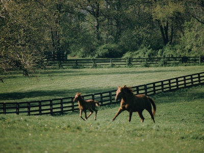 Buy A Horse and its Colt Run Through a Field at AllPosters.com