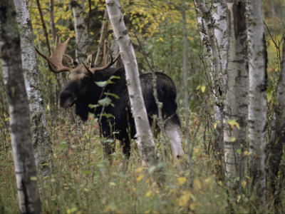 Buy A Moose (Alces Alces Americana) with an Impressive Set of Antlers at AllPosters.com