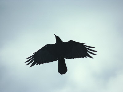 A Crow Seen in Flight from Below