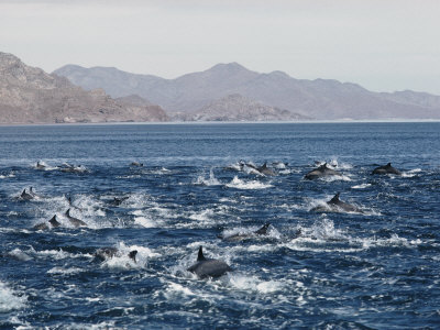 Buy Porpoises Leap from the Waters of the Gulf of California at AllPosters.com
