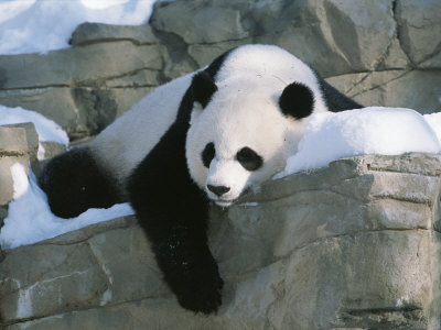 A Panda Rests in the Snow at the National Zoo in Washington, Dc