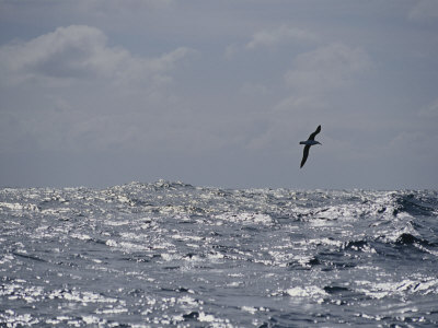 Albatross in Flight over Sunlit Ocean