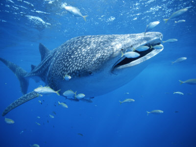 Small Fish Swim Along with a Whale Shark, Rhincodon Typus