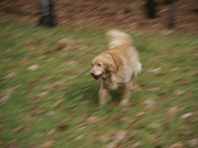 Buy A Dog Plays Catch in the Backyard at AllPosters.com