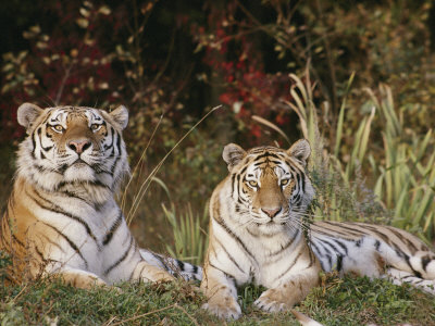 A Portrait of Two Captive Siberian Tigers