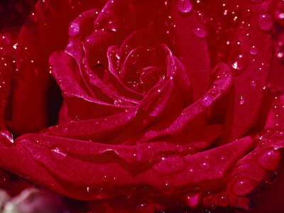 Close up of a Rose