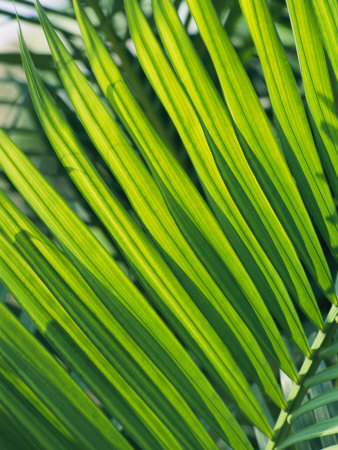 Close View of Palm Fronds