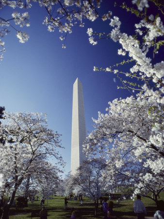 Buy Washington Monument with Spring Tree Blossoms at AllPosters.com