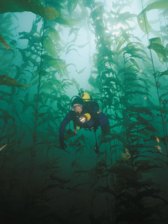 Buy A Diver Exploring a Forest of Giant Kelp at AllPosters.com