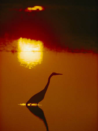 Buy A Great Blue Heron Stalks an Evening Meal at AllPosters.com