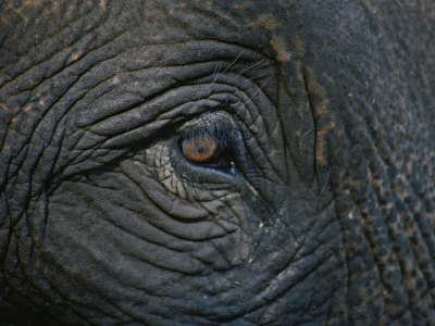 Close up of the Eye of an Asian Elephant