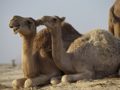 Two Dromedary Camels
