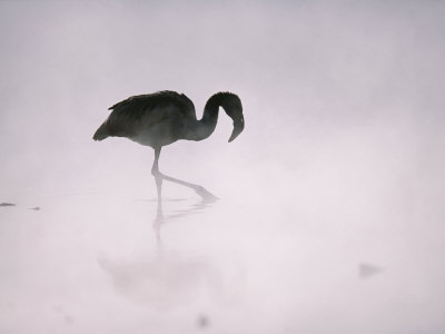 Flamingo Wades in a Thermal Hot Spring in Chiles Atacama Desert