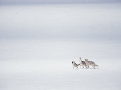 A Pack of Coyotes Howl During a Fight with a Different Pack