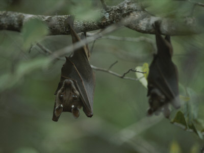 Bat Tree