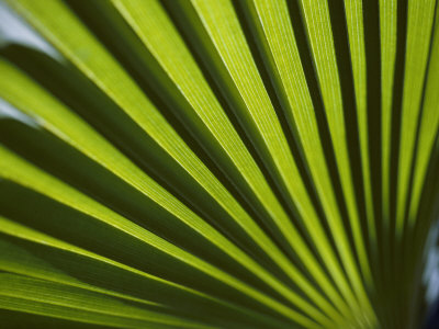 A Close View of Sunlight Shining Through the Leaves of a Palm Tree