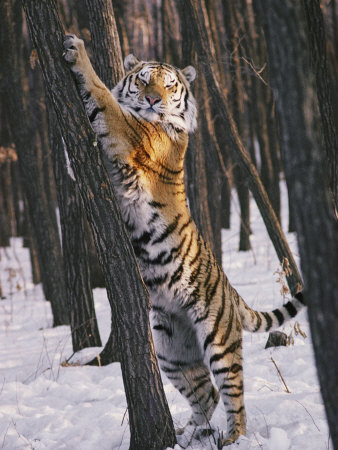 A Captive Siberian Tiger Pauses to Stare at the Photographer