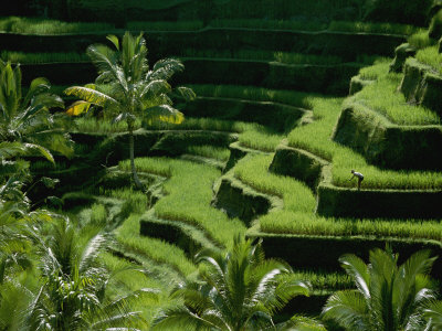 Buy Scenic Valley with Rice Fields in Balis Central Highlands at AllPosters.com