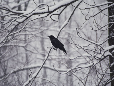 Buy A Black Crow Contrasts with Falling White Snow Blanketing the Surrounding Woods at AllPosters.com