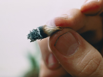 Buy Extreme Close-up of a Marijuana Butt Held Between Two Fingers at AllPosters.com
