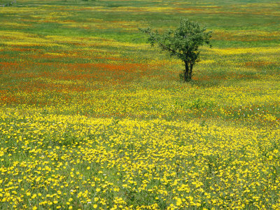 Buy A Lone Apple Tree Stands in a Field Full of Dandelions and Orange Hawkweed at AllPosters.com