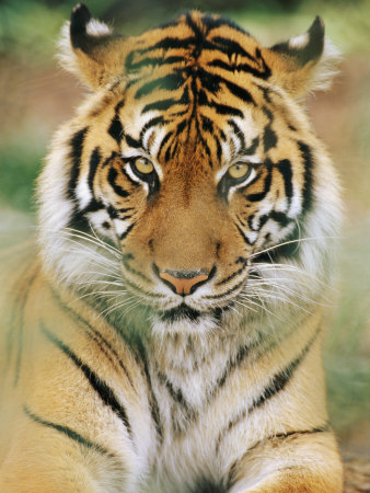 Buy A Portrait of a Sumatran Tiger at AllPosters.com