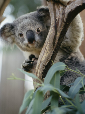 Buy Close View of a Koala Bear at AllPosters.com
