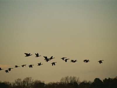 Buy Silhouetted Canada Geese Flying in Formation at Twilight at AllPosters.com