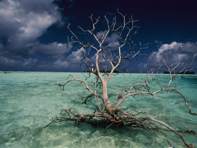 A Tree Floats in the Crystal-Clear Waters of Palmyra Atoll