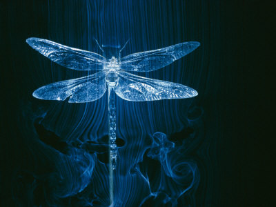 Buy A Model of a Dragonfly in a Wind Tunnel Shows the Pattern of Air Passing over the Insect at AllPosters.com