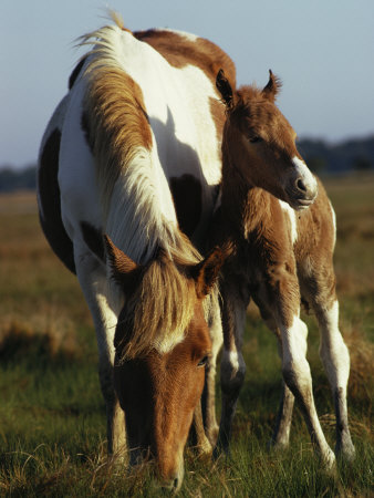 Buy Wild Pony and Foal Grazing in a Field at AllPosters.com