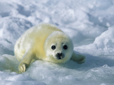 A Gray Seal Pup Stares Directly at the Camera