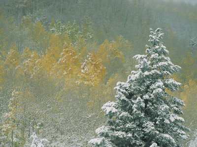 Buy Aspen Trees Get a Dusting of Snow from an Autumn Storm at AllPosters.com