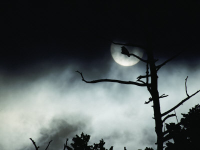 Buy Dead Tree Silhouetted against a Full Moon at AllPosters.com