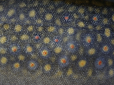 Buy Close-up of a Brook Trout at AllPosters.com