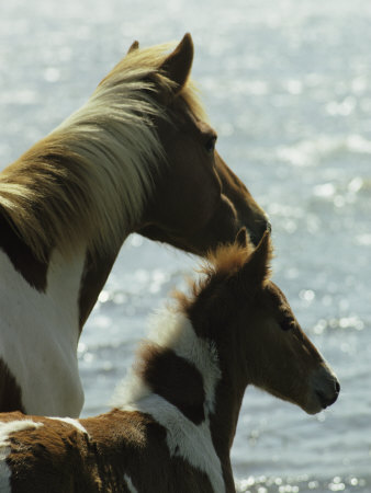 Buy Wild Pony and Foal Looking Out at the Water at AllPosters.com