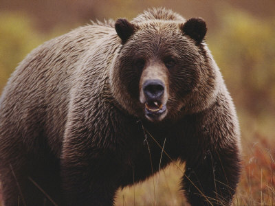 Buy A Large Adult Grizzly Bear Faces the Camera at AllPosters.com