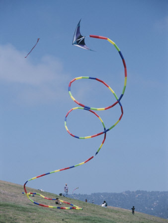 Buy A Long-Tailed Kite Soars at the Berkeley Marina Park at AllPosters.com