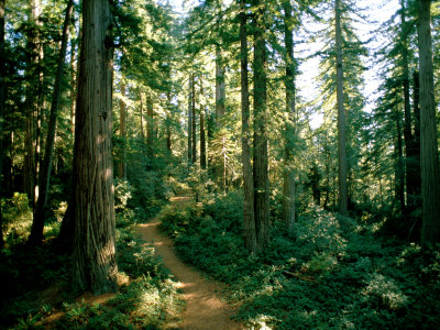Buy Woodland Path Winding Through a Grove of Sequoia Trees at AllPosters.com