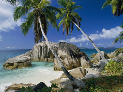 Buy A Beach and Palm Trees on La Digue Island at AllPosters.com