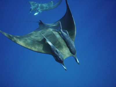 Buy Manta Ray with Remoras, Cocos Islands, Indian Ocean at AllPosters.com