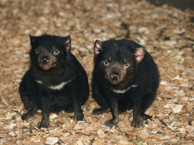 Buy Tasmanian Devils, Tasmania, Australia at AllPosters.com