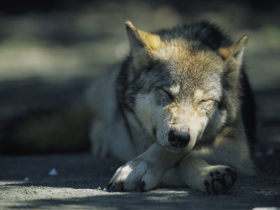 Buy Gray Wolf Dozing at AllPosters.com