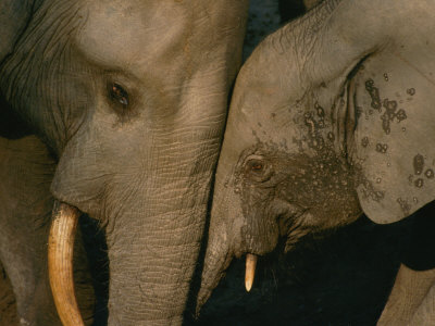 Buy A Female Forest Elephant Bonds with Her Baby at AllPosters.com