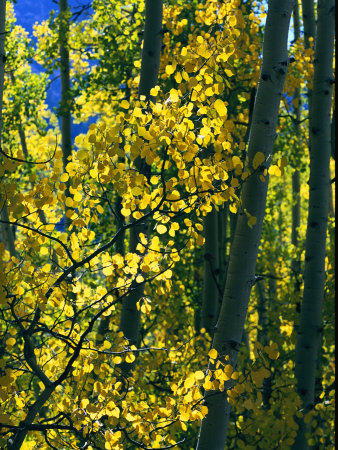 Buy Sunlight Filters Through the Autumn Leaves of Aspen Trees at AllPosters.com
