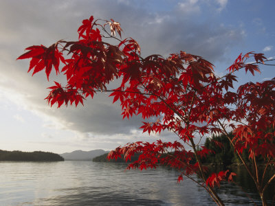 A Maple Tree in Fall Foliage Frames a View of Barnard Harbour