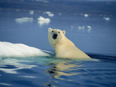 Buy Polar Bear, Wager Bay, Northwest Territories, Canada at AllPosters.com