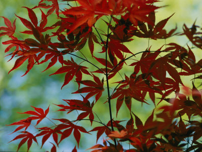 Japanese Maple Leaves