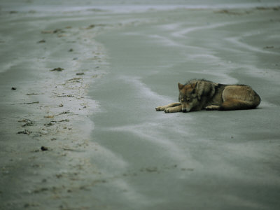 Gray Wolf on Beach